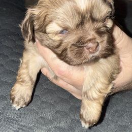 Boy 1 - Liver male Shih Tzu puppy in Statesville, North Carolina from Grimmly Blue’s Shih Tzus