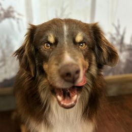Walley - Miniature American Shepherd