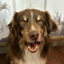 Walley - Miniature American Shepherd