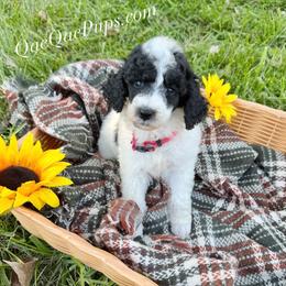 Girl ONE - Parti female Poodle puppy in Detroit, Michigan from QaeQaePups LLC