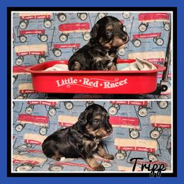 Tripp - Black and white male Schnoodle puppy in Lebanon, Missouri from Cedar Glades Canines