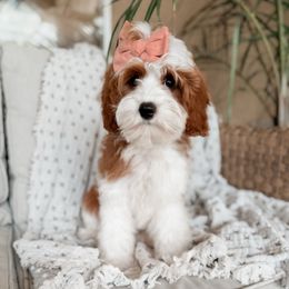 Margo - Cavapoo