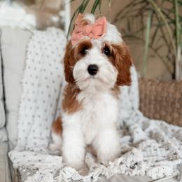 Margo - Cavapoo