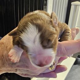Girl 5 - female Australian Shepherd puppy in Bloomfield, New York from Wayward Trails Kennel