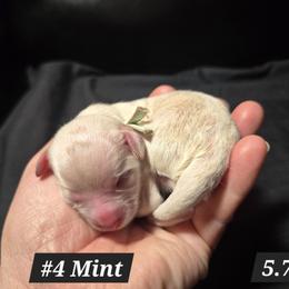 4 Mint - White female Maltipoo puppy in Sahuarita, Arizona from Cowgirl's Legacy Maltipoos