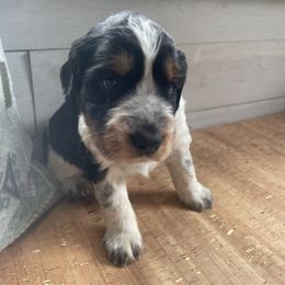 Stewie - Black white and tan English Springer Spaniel puppy in Park Rapids, Minnesota from Lakeside Summit Springers
