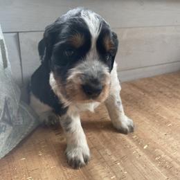 Stewie - Black white and tan English Springer Spaniel puppy in Park Rapids, Minnesota from Lakeside Summit Springers