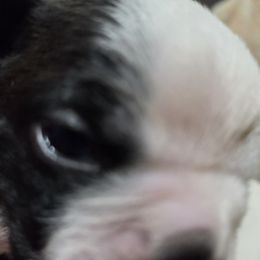 Boston Terrier Puppies from Pixie Pups