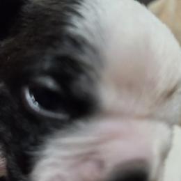 Boston Terrier Puppies from Pixie Pups