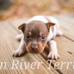Chocolate with tan points - White and chocolate female Rat Terrier puppy in Allegan, Michigan from Gun River Terriers