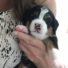 Bernedoodle, Goldendoodle, and Sheepadoodle Puppies from Country Meadow Doodles