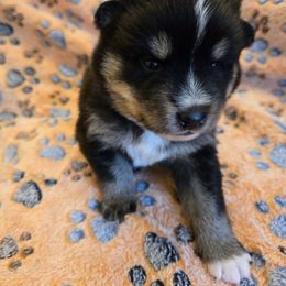Arnie - Tri-color male Pomsky puppy in La Vergne, Tennessee from Atencio Pomsky
