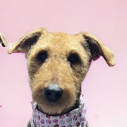 Airedale Terriers from Dapper Dales