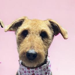 Airedale Terriers from Dapper Dales