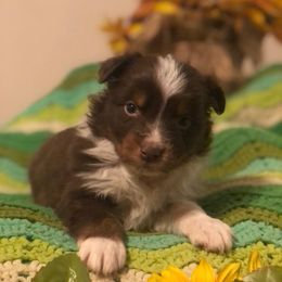 Australian Shepherd and Toy Australian Shepherd Puppies from Dogs B4 Dudes Aussies