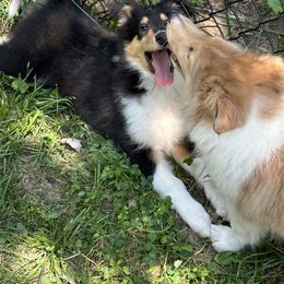 Collie Puppies from Otter Point Collies