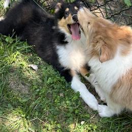 Collie Puppies from Otter Point Collies