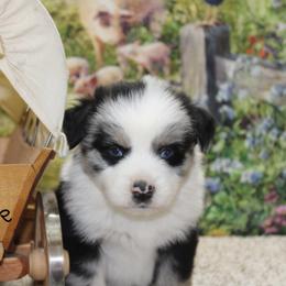 Blue Duck - Blue merle male Miniature Australian Shepherd puppy in Ronan, Montana from Dirt Road Aussie’s of Montana