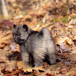 Pomsky Puppies from New World Pomskies