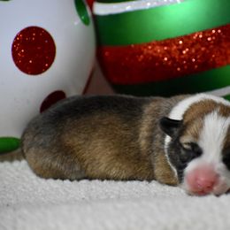 Tinsel - Sable female Pembroke Welsh Corgi puppy in Gober, Texas from Trigger Time Kennels