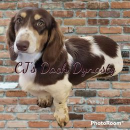 Jude - Dachshund