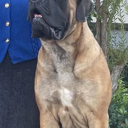 Mastiffs and Nova Scotia Duck Tolling Retrievers from Coopers Mastiffs & Duck Tollers