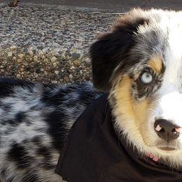 Miniature Australian Shepherds from M&A australian Shepherds