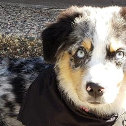 Miniature Australian Shepherds from M&A australian Shepherds