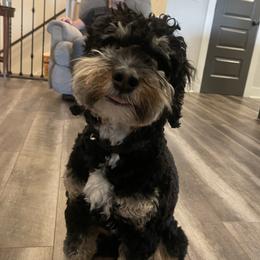 Omar - Bernedoodle