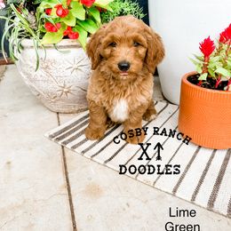 Boy 4 - Apricot Goldendoodle puppy in Newcastle, Oklahoma from Cosby Ranch Doodles
