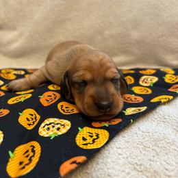 Clifford - Red male Dachshund puppy in San Rafael, California from Alexandra's Mini Doxies