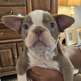 Boston Terriers and French Bulldogs from Tuxedo Bostons and French Bulldogs