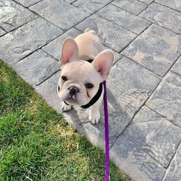 Boxer, Bulldog, and French Bulldog Puppies from Hillview Kennels