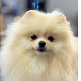 Gidgett - Pomeranian
