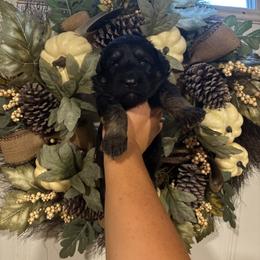 Moonlight - Black and red female German Shepherd puppy in Watervliet, Michigan from M&M Shepherd Farms
