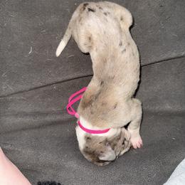 Pink collar - Mantle merle female Great Dane puppy in Loris, South Carolina from Days Danes