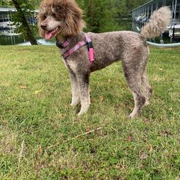 Maggie - Poodle