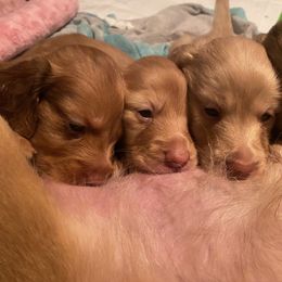 Dachshund Puppies from Hetu's Dachshunds