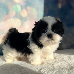 Caleb - Black and white male Shih Tzu puppy in Morrisville, Missouri from Sweetbriar Shih Tzu