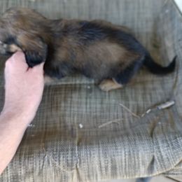 Dachshund Puppies from Bailey's Dachshunds