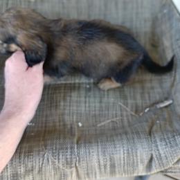 Dachshund Puppies from Bailey's Dachshunds