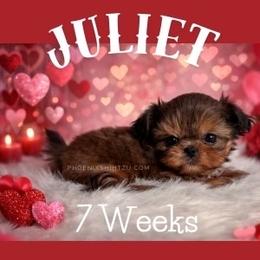 Juliet - Gold female Shih Tzu puppy in Hayden, Idaho from Phoenix Shih Tzu