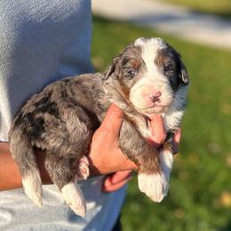 Abbey - Blue merle female Bernedoodle puppy in Sugarcreek, Ohio from Cuddly Companion Doodles