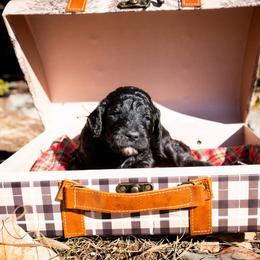 Shade - Black male Poodle puppy in Spring Branch, Texas from Mezzo Poodles