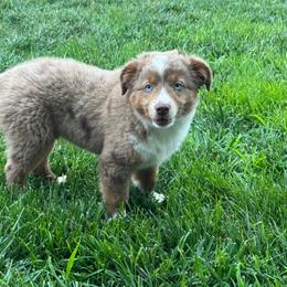 Boy 3 - Red merle male Miniature Australian Shepherd puppy in Amarillo, Texas from Duclops Ranch Aussies