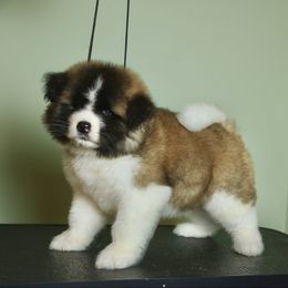 Emily - Red female Akita puppy in Rahway, New Jersey from Apexx Akitas