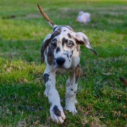 Harlequin brindle girl - Harlequin female Great Dane puppy in Golconda, Illinois from Breken Great Danes