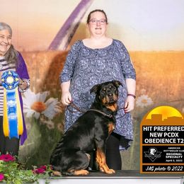 Rottweilers from Dragonstar Rottweilers