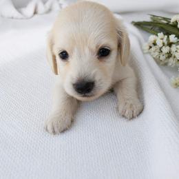 Simon - Cream male Dachshund puppy in Sebring, Florida from Mini Weenies