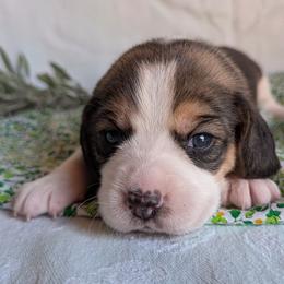 Marigold - Black tan and white female Beagle puppy in Colville, Washington from Rosehaven Homestead